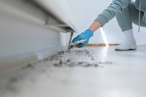 Reliable Fort Polk South, LA Pest Control Solutions